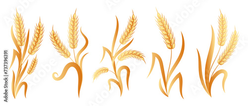 Set of bouquets of spikelets of wheat, rye, barley, golden design. Decor elements, icons, vector