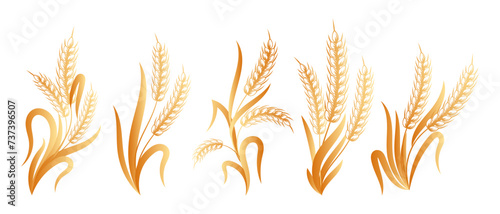Set of bouquets of spikelets of wheat, rye, barley, golden design. Decor elements, icons, vector