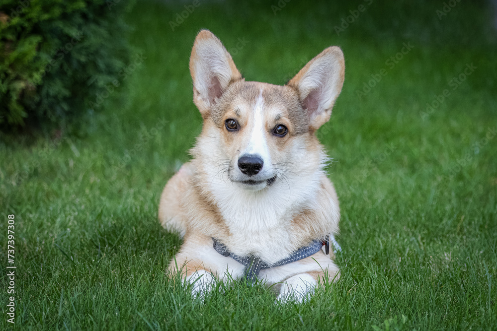 A young Pembroke Welsh male Corgi lays on the green grass and looks towards the camera lens. Close-up portrait of a young male corgi with a green background.	