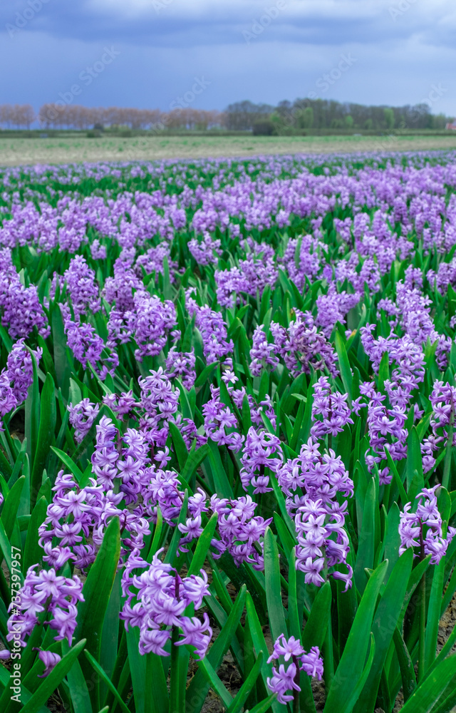 hyacinth blue lilac violet field Holland Netherlands flower meadow ground hyacinth blue lilac violet field Holland Netherlands flower meadow ground
