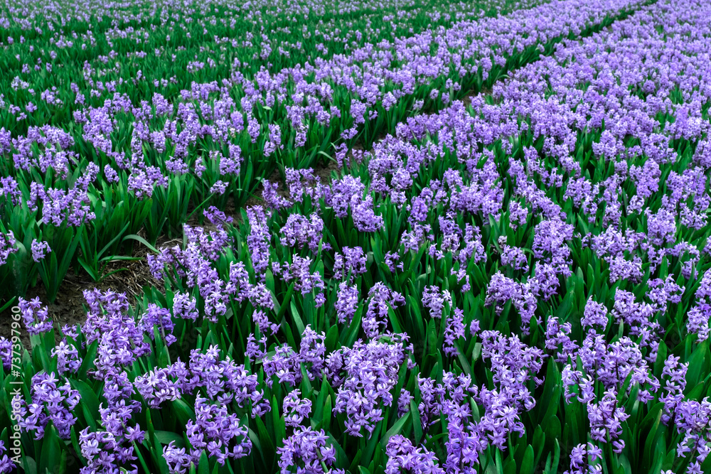 hyacinth blue lilac violet field Holland Netherlands flower meadow ground hyacinth blue lilac violet field Holland Netherlands flower meadow ground