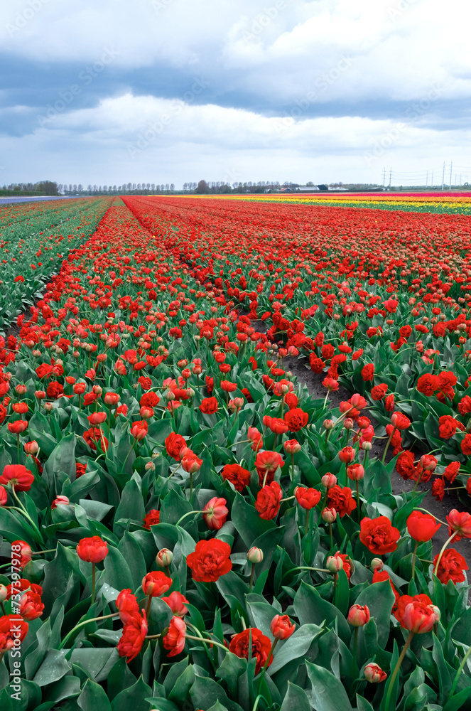 Red Tulip field Netherlands Holland meadow scenery flower