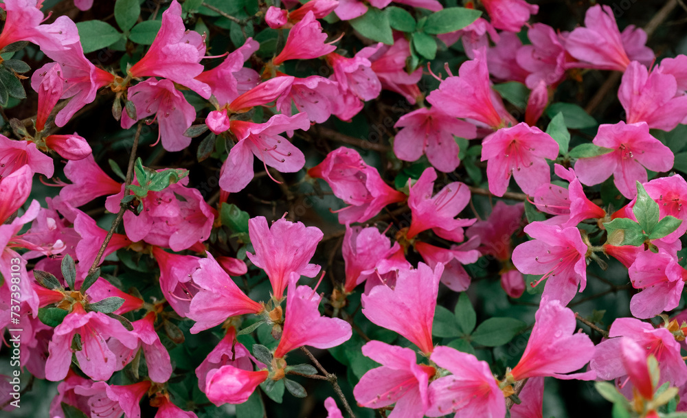 rhododendron flower exotic twig bush drop rain pink lilac violet red rhododendron flower exotic twig bush drop rain pink lilac violet red