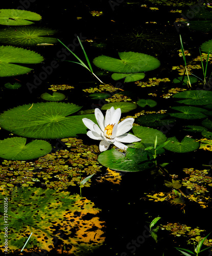 Lake flower