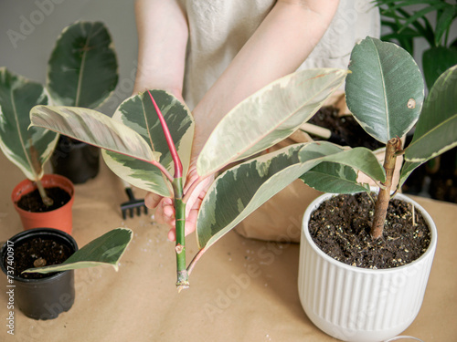 Transplanting of ficus elastica tineke cuttings. Female hand transplant plant variegated rubber tree sprouts or stem cutting in soil