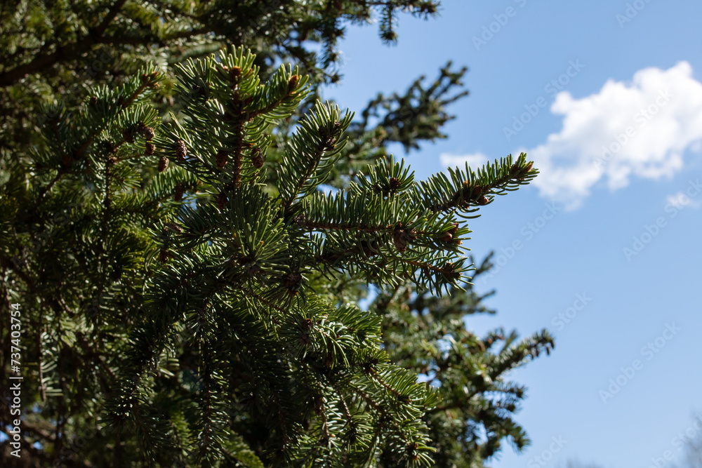 Bright sunlight and shadows of tree branches Bright sunlight and shadows of tree branches