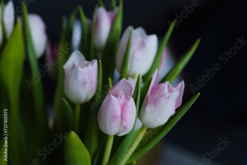 Beautiful  fresh  white-pink tulips in a vase. Photo with shallow depth of field for blurred background.