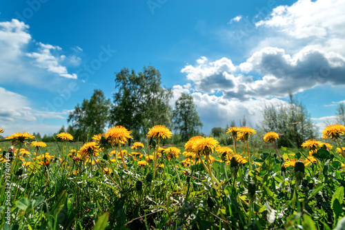 Field with yellow dandelions and blue sky in sunny day.