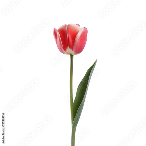 tulip isolated on a white background with clipping path.
