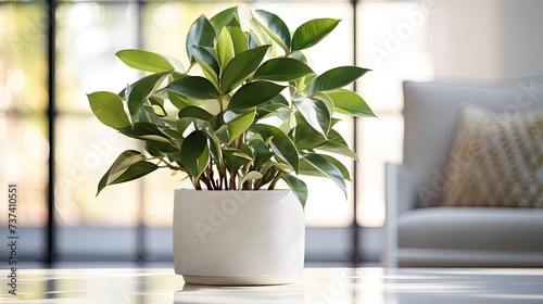 Ficus elastica  rubbery  black ficus  elastic  black prince  planted in a black ceramic pot decoration in the living room. The concept of minimalism. Houseplant care concept.