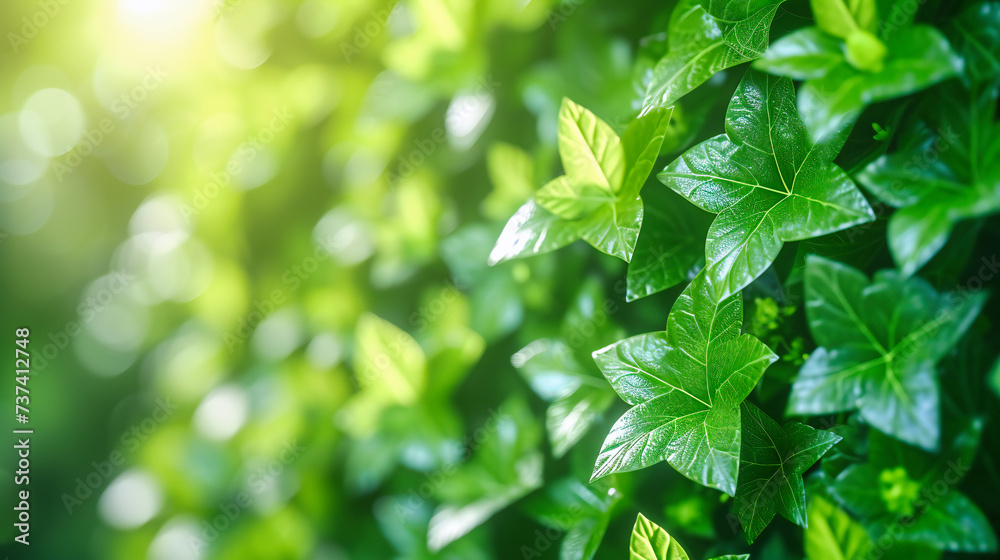 Fresh Green Leaves in Nature, Bright Sunlight on Vibrant Foliage, Spring Growth and Garden Freshness Fresh Green Leaves in Nature, Bright Sunlight on Vibrant Foliage, Spring Growth and Garden Freshness