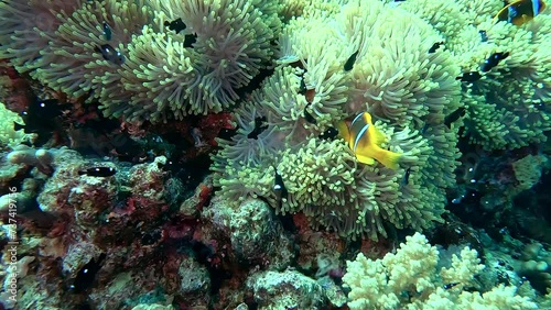 Egypt Red Sea - BDE - Clownfish swimming in an anemone in a tropical sea