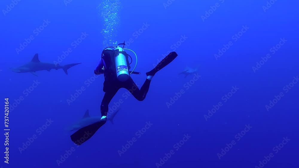 Egypt Red Sea - BDE - Diver taking pictures underwater of hammerhead sharks in deep water Egypt Red Sea - BDE - Diver taking pictures underwater of hammerhead sharks in deep water