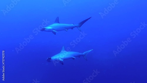Hammerhead sharks swimming in the deep blue - Egypt Red Sea - BDE