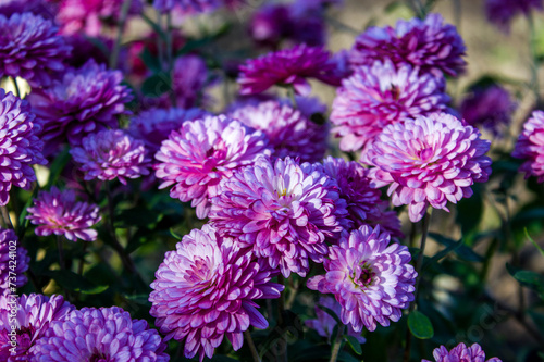 garden blue aster flower, autumnal floral background