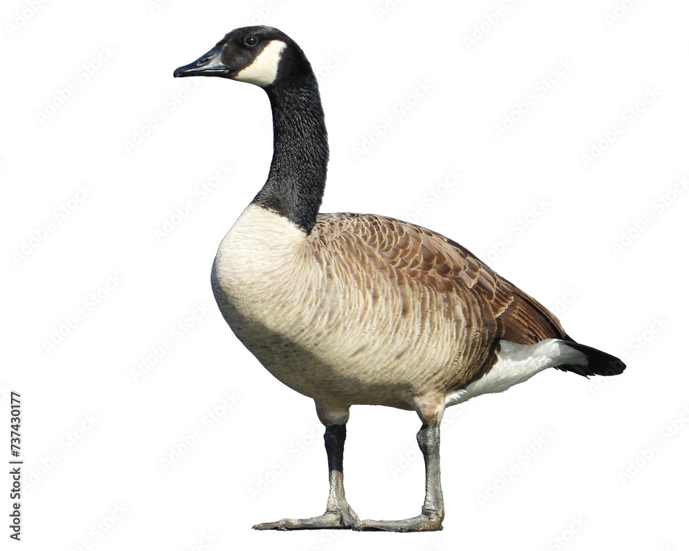 Canada Goose Isolated with Transparent Background Canada Goose Isolated with Transparent Background