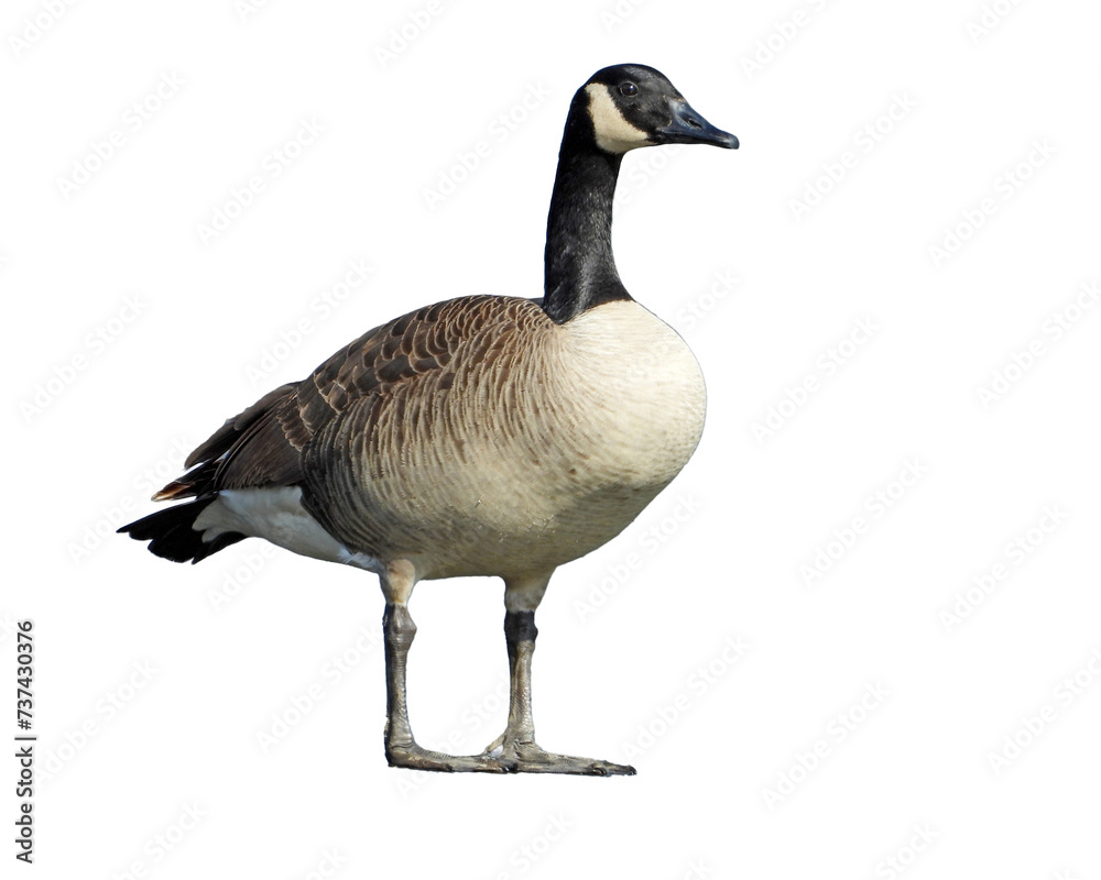 Canada Goose Isolated with Transparent Background Canada Goose Isolated with Transparent Background