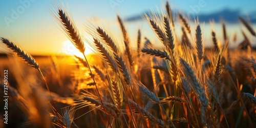 A stunning view of a field of wheat with the sun setting in the background  casting a warm glow over the landscape.