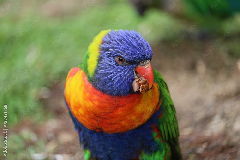 Loriquet à tête bleue