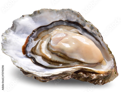 Fresh oyster isolated on white background. Clipping path included.