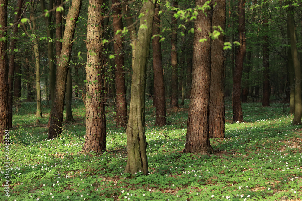 Spring Anemone. Anemones blooming in the deciduous trees. Beautiful spring flowers in the forest. Green forest. Blossoming wood anemone (Anemone nemorosa) in forests. Beautiful landscape. Horizontal Spring Anemone. Anemones blooming in the deciduous trees. Beautiful spring flowers in the forest. Green forest. Blossoming wood anemone (Anemone nemorosa) in forests. Beautiful landscape. Horizontal