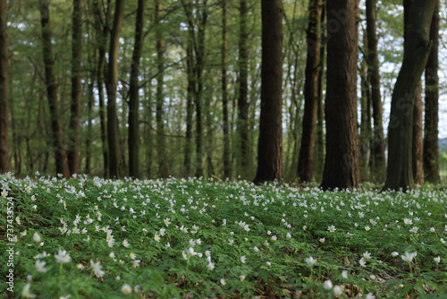 Bild auf Leinwand Spring Anemone