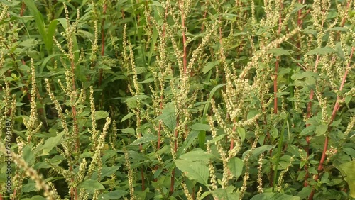 wilf flowers in the bush photo