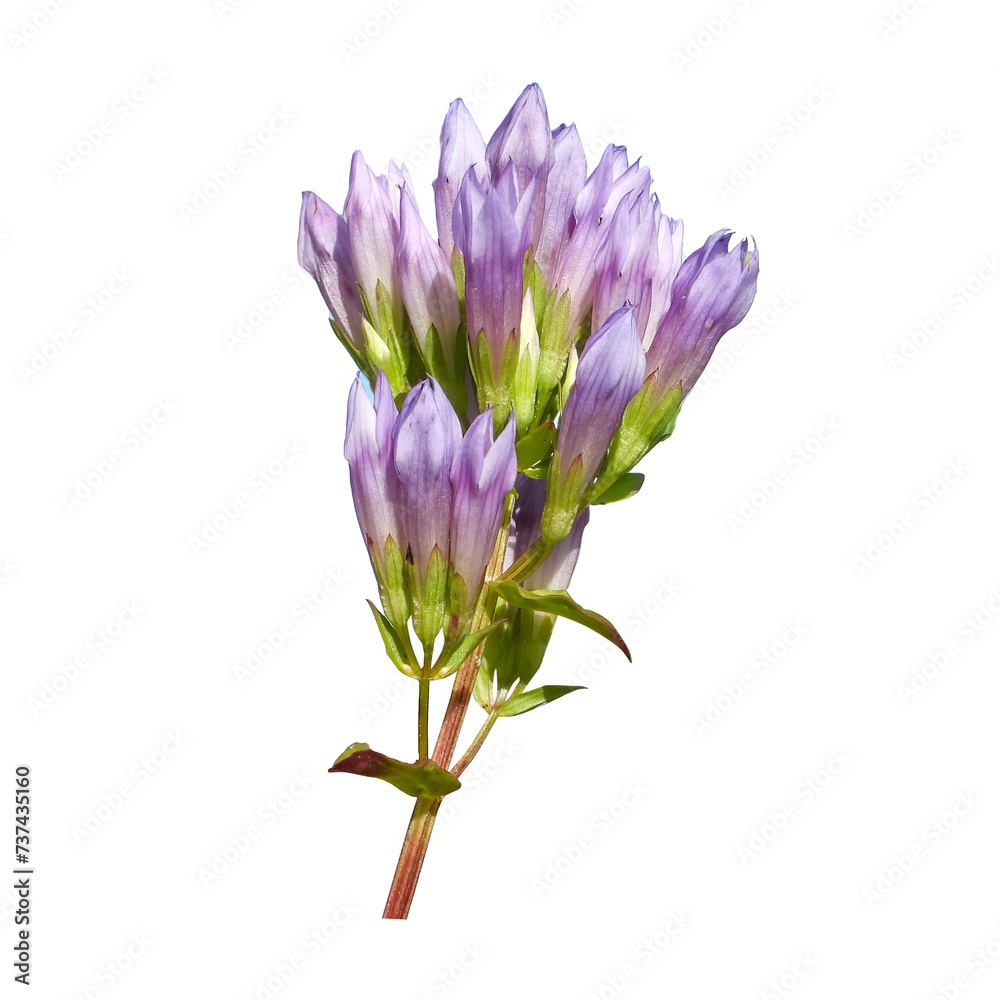 Isolated Gentianella quinquefolia (Stiff Gentian) Native North American Wildflower Isolated Gentianella quinquefolia (Stiff Gentian) Native North American Wildflower