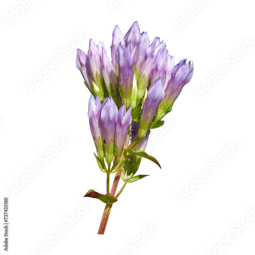 Isolated Gentianella quinquefolia (Stiff Gentian) Native North American Wildflower photo