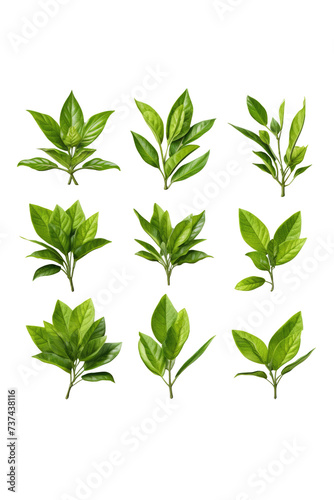 Green leaves flying in the air isolated on background.Png