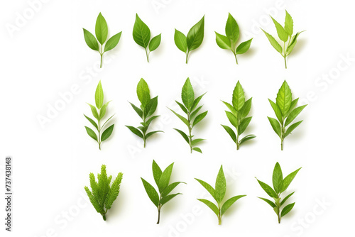 Green leaves flying in the air isolated on background.Png