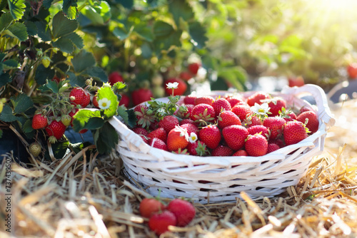 Strawberry field on fruit farm. Berry in basket.