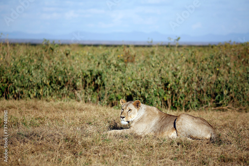 Lioness Resting in Grass. Amboseli  Kenya