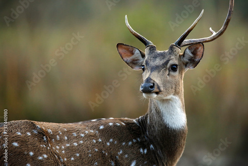 Spotted Deer (Axis axis – aka Chital, Axis Deer). Jim Corbett National Park, India