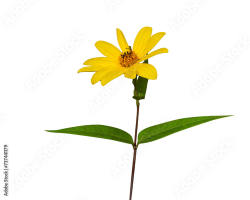 Helianthus strumosus (Woodland Sunflower) Native North American Wildflower Isolated  photo