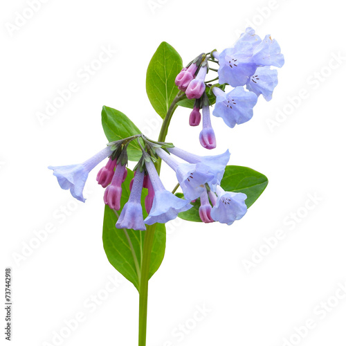 Mertensia virginica (Virginia Bluebells) Native North American Woodland Wildflower Isolated