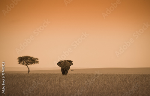 Samotny słoń i drzewo akcji w Masai Mara Kenia © kubikactive