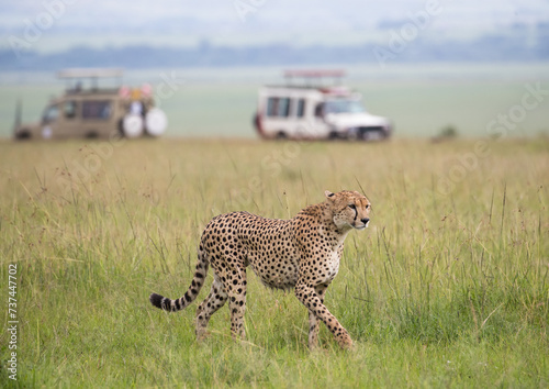 Gepard na afrykańskiej sawannie Masai Mara Kenia © kubikactive