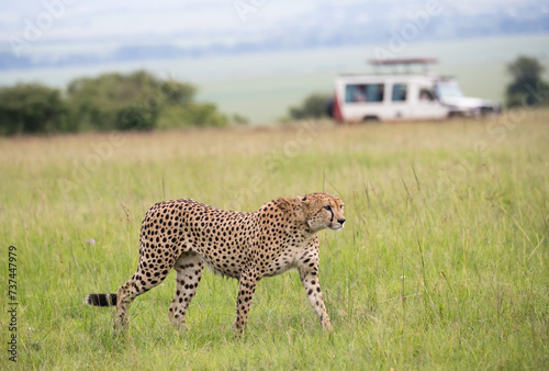 Samotny gepard na afrykańskiej sawannie Masai Mara National Park © kubikactive