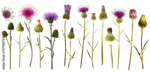 collection of thistles flowers, isolated on a transparent background photo