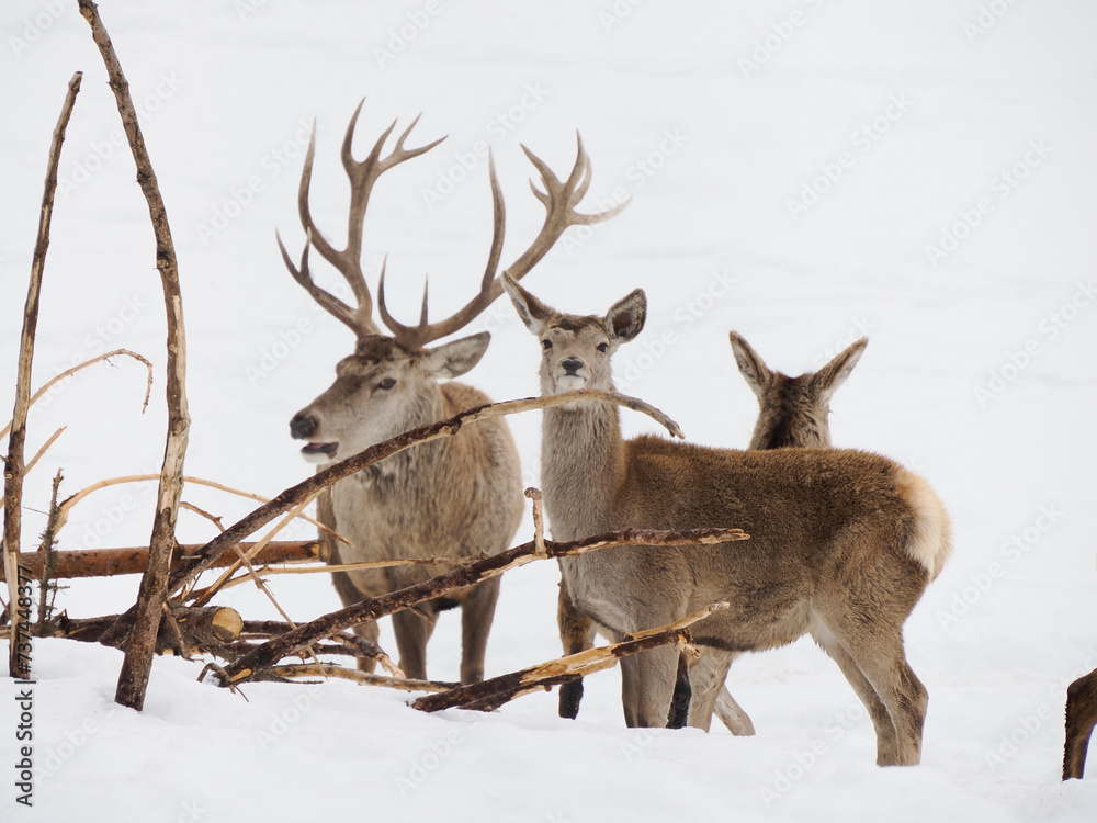deer in the snow winter panorama landscape deer in the snow winter panorama landscape