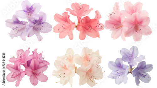 collection of soft pastel azaleas flowers, isolated on a transparent background