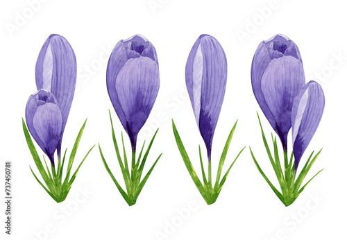 A set of purple crocuses, spring flowers. Hand painted watercolor floral illustration. Design element for label, package, postcard, invitation, sticker, textile, Easter decoration © Kristina