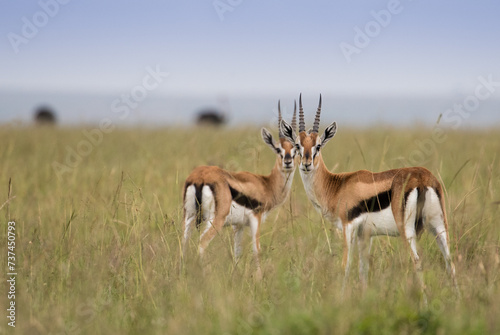 Antylopy Thompsona na sawannie Masai Mara Kenia © kubikactive