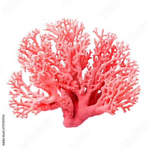 Pink decorative coral. Isolated on transparent background.