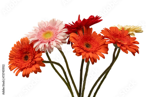 Bouquet of colorful gerbera flowers isolated on white.