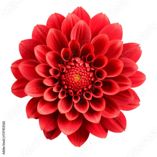 Red flower. Isolated on transparent background. © Ihor