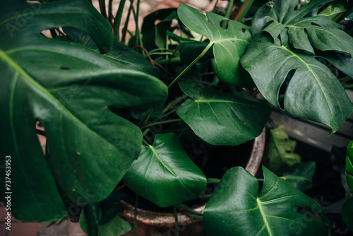 Tropical plant wall background with monstera leaves. Lush green foliage