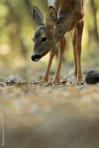 A roe deer quenches its thirst, with water droplets falling from its mouth, amidst the quiet of the forest floor photo