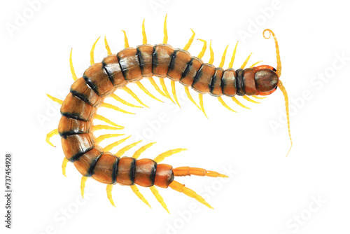 Detailed illustration of a Scolopendra centipede